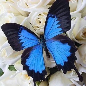 Meet your Posher, Esperanza